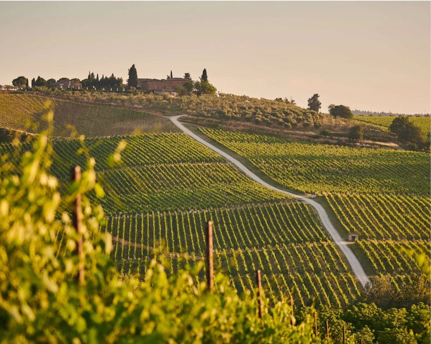 Weinberg mit PIWI-Rebsorten am Kaiserstuhl in Baden